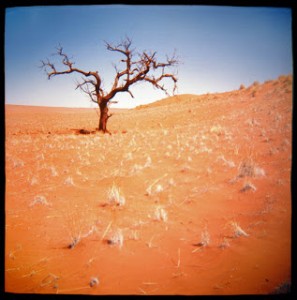 desert-tree-sophie-jacobson